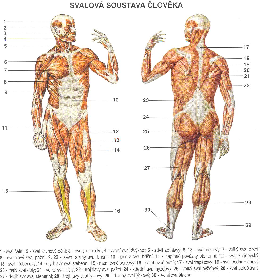 Popis svalové soustavy.